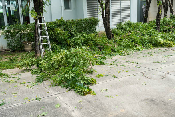 Best Tree Cutting Near Me  in Rm Beach, WA